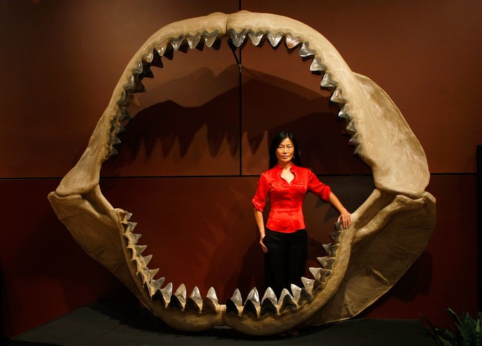 Serba Serbi Megalodon, Hiu Raksasa Sepanjang 19 Meter