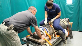 Alligator Raksasa Tunjukan Prilaku Aneh Bikin Dokter Was-was