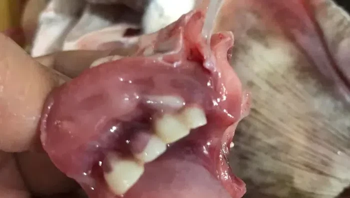 Beli di Pasar, Wanita Ini Kaget Bentuk Gigi Ikannya Mirip Manusia