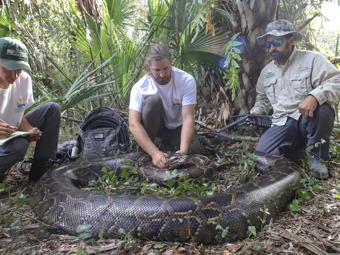 Berbondong Buru Ular Piton Pemakan Aligator, Hadiah Ratusan Juta