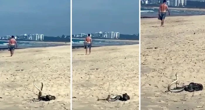 Duel Ular di Pantai Bikin Pengunjung Kaget dan Ketakutan