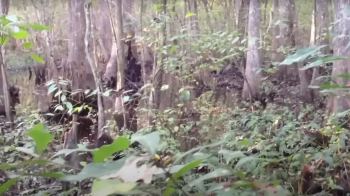Heboh Video Diduga Bigfoot, Makhluk Misterius Mirip Kera Raksasa