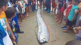 Ikan Gempa Oarfish Terdampar di Pantai Gemparkan Warga