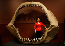 Serba Serbi Megalodon, Hiu Raksasa Sepanjang 19 Meter