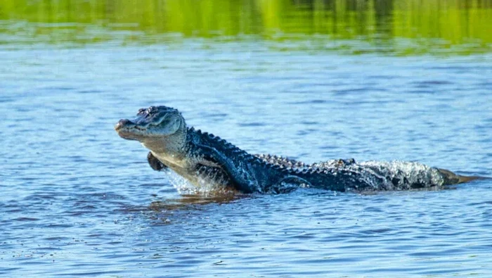 Unik dan Langka! Fotografer Abadikan Aligator Berenang Bak Lumba-lumba