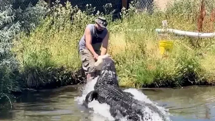 Viral Video Detik-detik Pawang Nyaris Disantap Aligator Raksasa