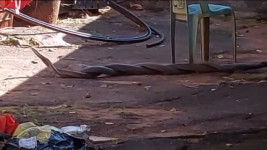 Viral Video Dua Mamba Hitam Berbisa Duel Sengit di Belakang Rumah Warga