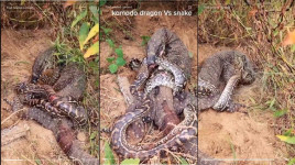 Viral Video Duel Komodo Vs Ular Piton, Siapa yang Menang?