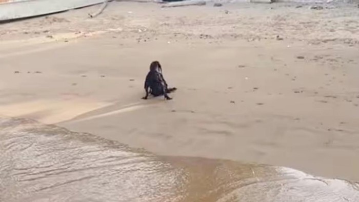 Viral Video 'Penampakan Setan Hitam' di Pantai Bikin Heboh