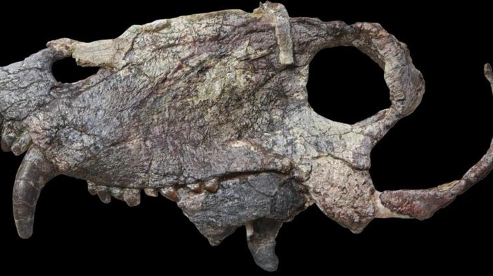 Ilmuwan Temukan Makhluk yang Hidup Sebelum Dinosaurus Berkuasa