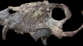 Ilmuwan Temukan Makhluk yang Hidup Sebelum Dinosaurus Berkuasa