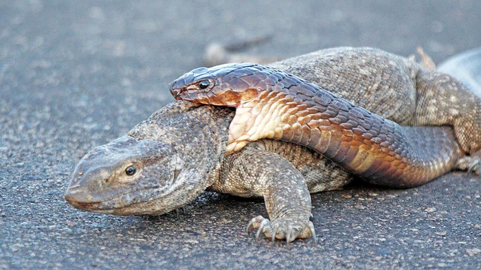 Video Pertarungan King Kobra Vs Biawak Viral Ditonton 10 Juta Kali