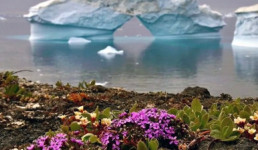 Bukan Keindahan, Bunga Bermekaran di Antartika Tanda Bahaya