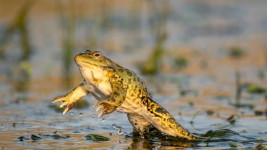 Katak Betina Bisa Pura-pura Mati Saat Diajak Seks