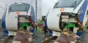 Kereta Cepat India Pernah Tabrak Sapi, Mental dan Timpa Orang