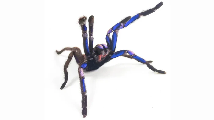 Tarantula Biru Super Langka Ditemukan di Thailand