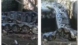 Video Viral Dugaan Penyiksaan Ular Piton Habis Mangsa Hewan