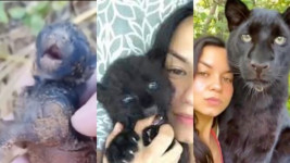 Viral Wanita Selamatkan Bayi Panther Dikira Anak Kucing