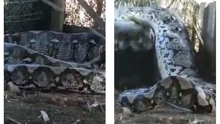 Video Viral Dugaan Penyiksaan Ular Piton Habis Mangsa Hewan