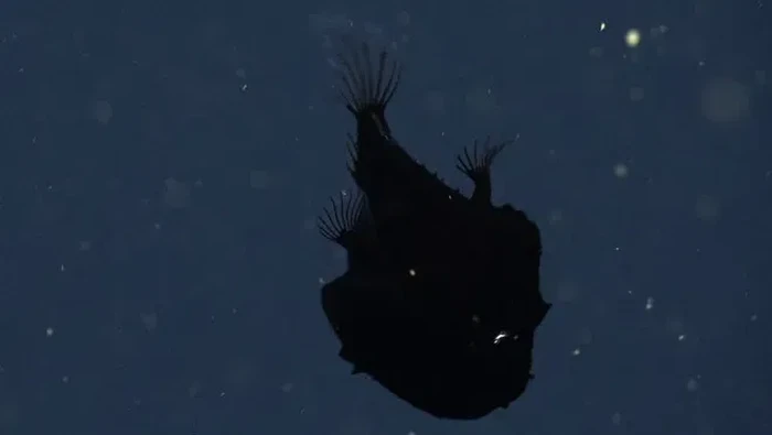 Misteri Makhluk Laut Anglerfish yang Menakjubkan