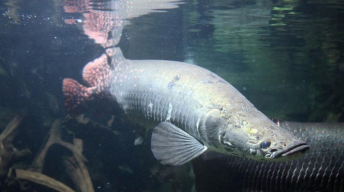 Ikan Raksasa Ini Memakan Piranha untuk Sarapan