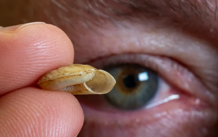 Siput Pemakan Daging Ditemukan di Papua Nugini