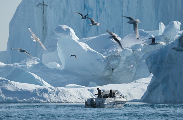 Gawat! Greenland Makin Hijau, Ancaman Besar Mengintai