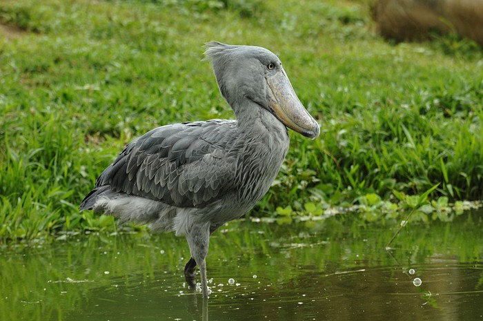 Burung Terseram di Dunia, Pemakan Bayi Buaya!