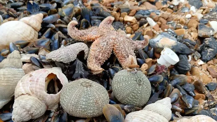 Misteri Kematian Ribuan Bintang Laut di Pantai Inggris