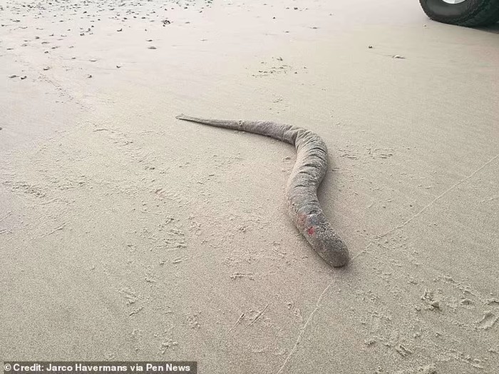 Belut Raksasa Penghisap Darah Terdampar di Tepi Laut