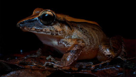 Katak Ini Punya Teriakan Ultrasonik di Luar Nalar