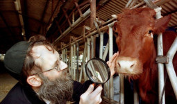 Meresahkan Dunia, Israel Siapkan Ritual Sapi Merah