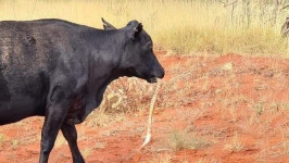 Ngeri! Sapi Ketangkap Lagi Kunyah Ular Piton di Australia