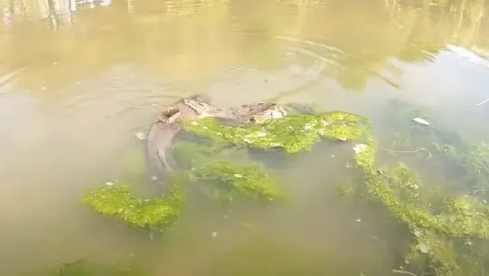 Duel Ular Air Lawan Ikan Lele, Siapa Menang?