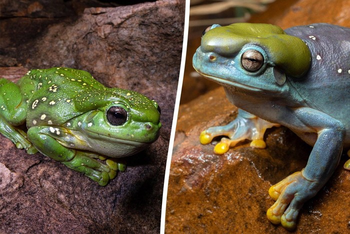 Katak Hijau Berubah Warna Jadi Biru, Ilmuwan Takjub