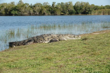 Ngeri! Sisa Tubuh Manusia Ditemukan di Perut Buaya Raksasa