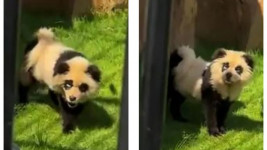 Keterlaluan! Kebun Binatang China Warnai Anjing Jadi Panda