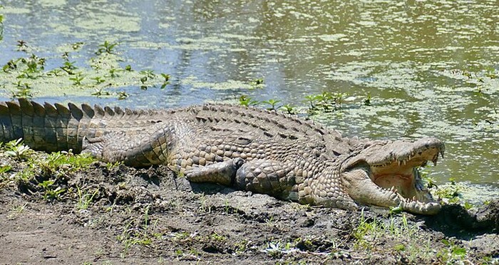 8 Buaya Terbesar di Bumi yang Pernah Diukur