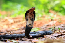 Misteri 188 Tahun King Cobra Terpecahkan, Terkait Indonesia