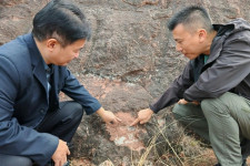 Turis Hong Kong Temukan Fosil Telur Dinosaurus Langka