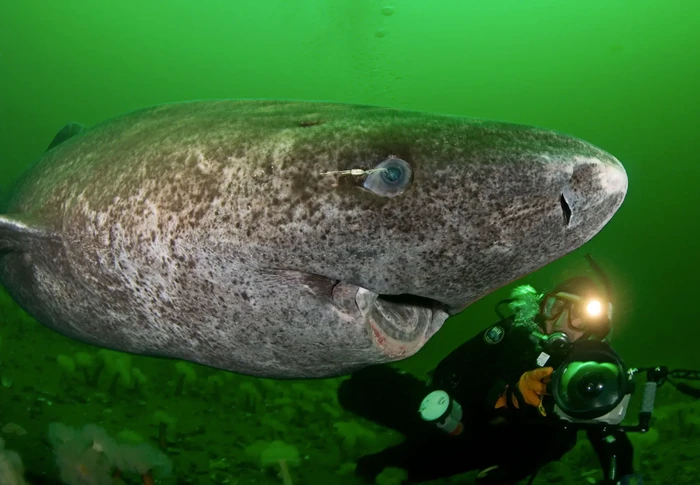 Hiu Berumur 500 Tahun Jadi Vertebrata Tertua di Bumi