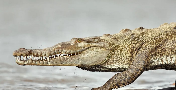 Kumpulan Buaya Bersarang di Pembangkit Listrik Tenaga Nuklir, Reptil Mutan?