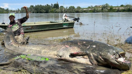 7 Ikan Lele Raksasa yang Pernah Ditangkap, Ada Sebesar Beruang