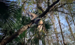 Macan Kumbang Florida Jadi Kucing Terberat yang Pernah Tercatat