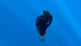 Viral Ikan Anglerfish Seram Tapi Ternyata Ukurannya Kecil