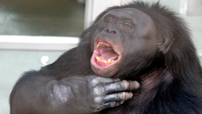 Kanzi Bonobo yang Mengerti Bahasa Manusia Mati, Ilmuwan Berduka