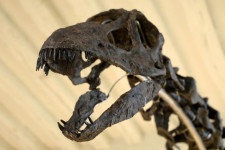 Penelitian Ungkap Ada Interaksi Manusia Purba dengan Dinosaurus
