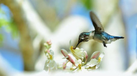 Ini Satu-satunya Burung yang Bisa Terbang Mundur
