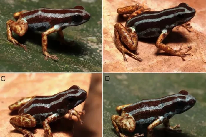 Spesies Baru Katak Panah Beracun yang Mematikan Ditemukan