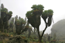 Tanaman Misterius yang Hanya Ada di Lereng Gunung Kilimanjaro
